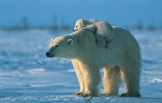 Don't Think About Polar Bears!
