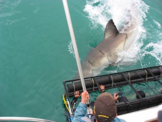 Me, Trying New Experiences! (Shark Cage Diving in South Africa)